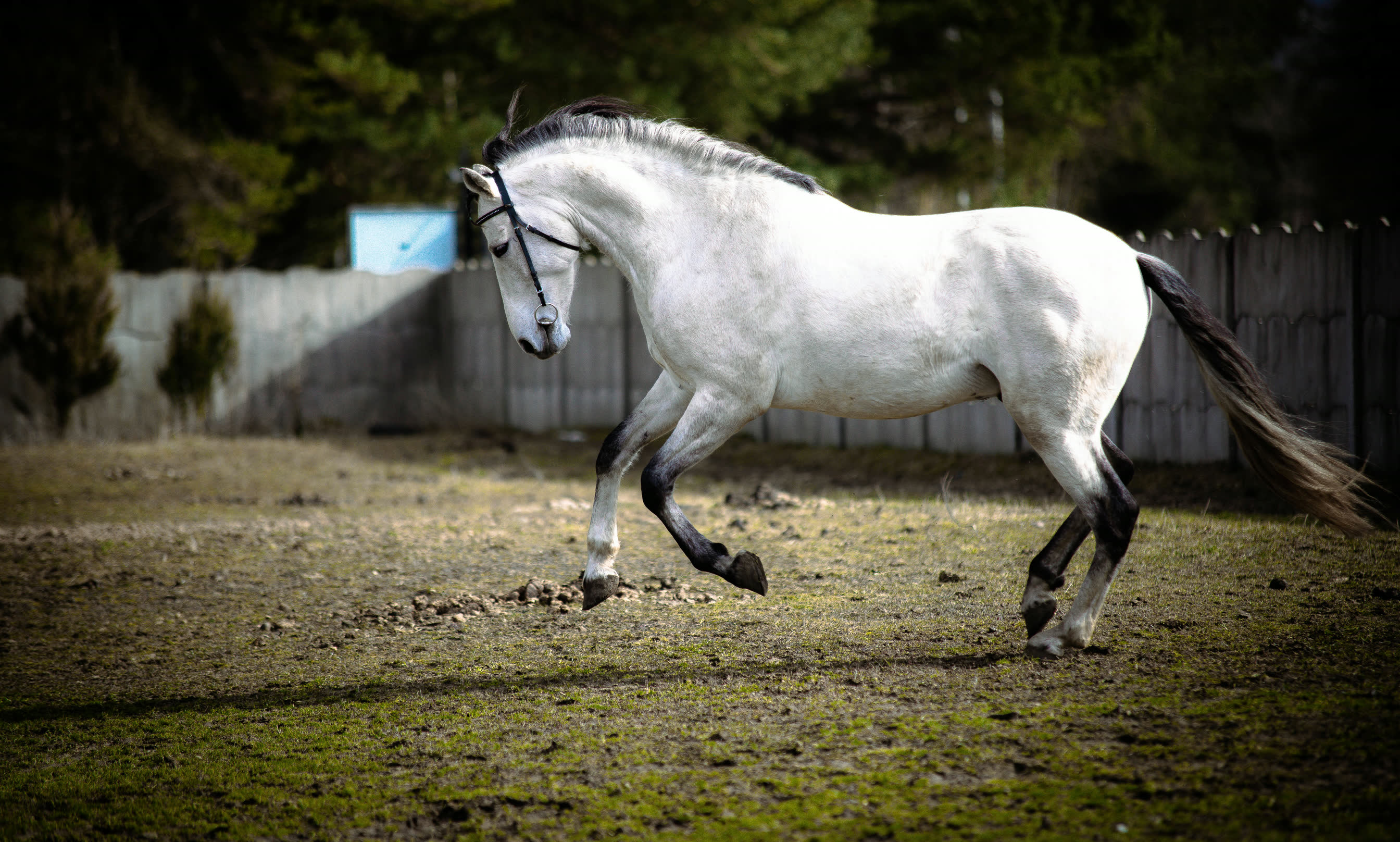 Apolo CXXXI, ogier andaluzyjski