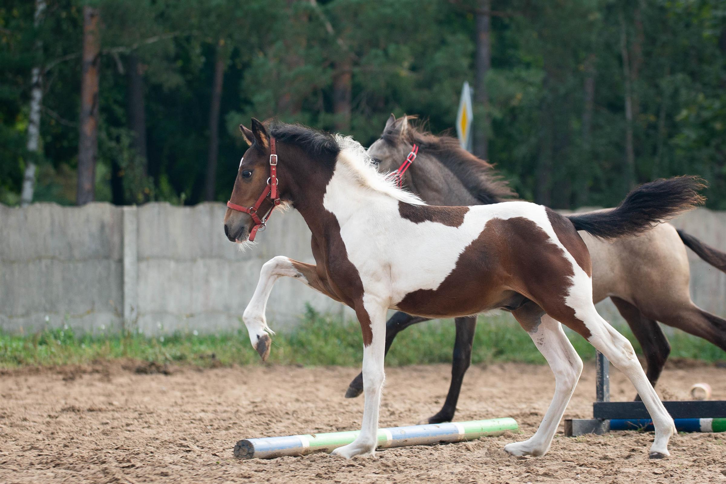 Amor, ogier tinker × PRE, zdjęcie 2