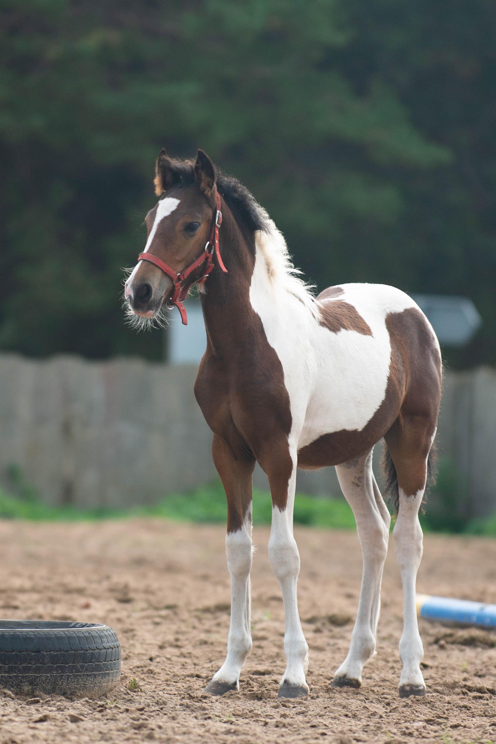 Amor, ogier tinker × PRE, zdjęcie 3
