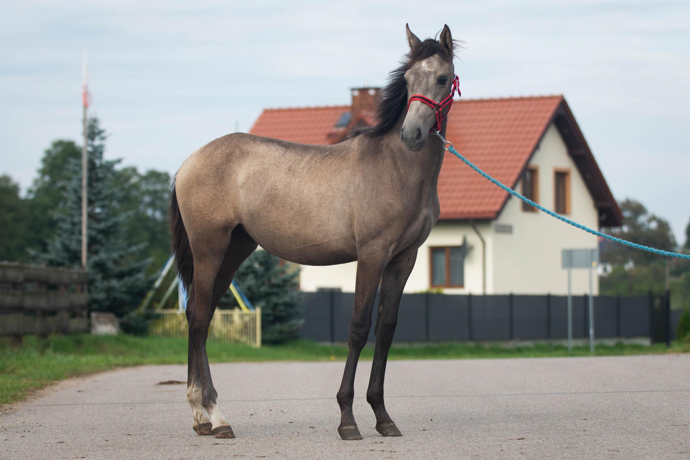 Arabella CXXXI, klaczka PRE